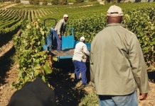 Ramaphosa: SA needs a new generation of black commercial farmers
