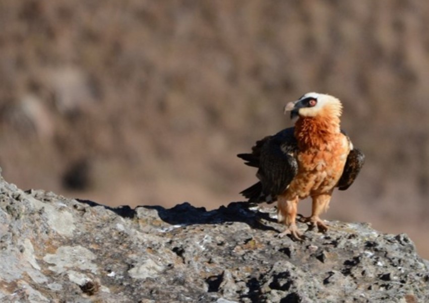 vulture